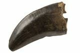 Serrated Tyrannosaur Tooth - Judith River Formation #194343-1